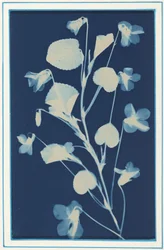 Sin título,c. 1900 (foto)