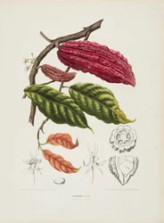 Theobroma, árbol de cacao, c. 1840-1890