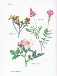 Arándano, Rosa canina, Esparceta, 1951