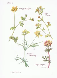 Lotus corniculatus, Trifolium arvense, Trifolium dubium, Lathyrus pratensis, 1951