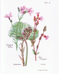 Petasites, Lychnis flos-cuculi, Silene dioica, 1951