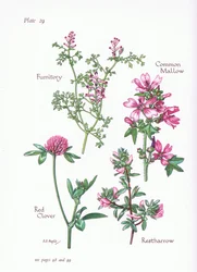 Malva común, Ononis, Fumaria, Trébol rojo, 1951