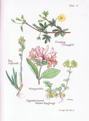 Potentilla reptans, Narthecium ossifragum, Lonicera periclymenum, Chrysosplenium oppositifolium, 1951