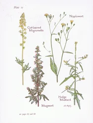 Reseda lutea, Artemisia vulgaris, Lapsana communis, Sisymbrium officinale, 1951
