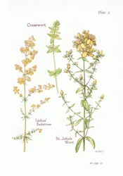 Galium verum, Cruciata laevipes, Hypericum perforatum, 1951