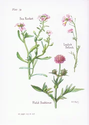 Cardamine pratensis, Escabiosa de campo, Cohete de mar