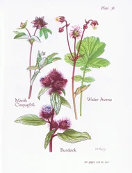 Cincoenrama de pantano, Bardana, Avens de agua