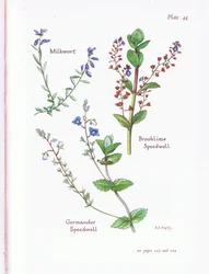 Polígala, Veronica beccabunga, Veronica, Veronica chamaedrys