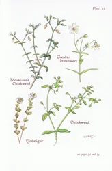 Cerastium fontanum, Stellaria holostea, Stellaria media, Euphrasia, 1951