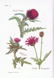 Cardo almizclero, Cardo lanceolado, Centaurea mayor