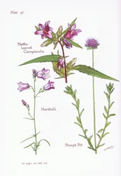 Campanula de hojas de ortiga, Campanilla, Botón de oveja