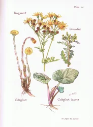 Senecio jacobaea, Senecio vulgaris, Tussilago farfara, 1951