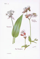 Ajo de oso, Silene vulgaris, Silene marítima, 1951