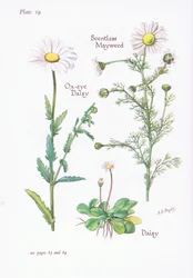 Matricaria perforata, Margarita, Leucanthemum vulgare, 1951