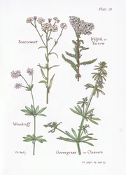Achillea ptarmica, Milenrama, Asperula odorata, Galium aparine, 1951