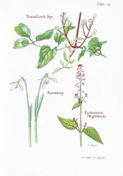 Clematis vitalba, Circaea lutetiana, Galanthus, 1951