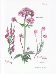 Valeriana, Brezo o Ling, Brezo de hojas cruzadas