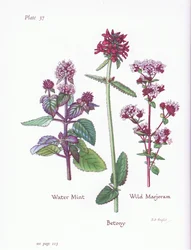 Menta de agua, Mejorana silvestre, Betónica