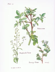 Berro, Capsella bursa-pastoris, Cochlearia, 1951