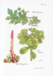 Bryonia blanca, Euforbia helioscopia, Umbilicus rupestris, 1951