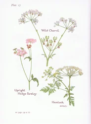 Chaerophyllum temulum, Conium maculatum, Torilis japonica, 1951