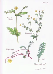 Geum urbanum, Potentilla erecta, Potentilla anserina, 1951
