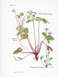 Oxalis acetosella, Fresa silvestre, Parnassia palustris, 1951