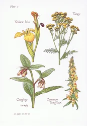 Iris pseudacorus, Tanacetum vulgare, Symphytum, Linaria vulgaris, 1951