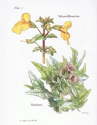 Mimulus amarillo, Hyoscyamus niger, 1951