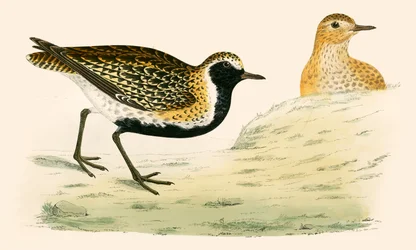 Chorlito dorado