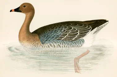 Ganso de patas rosadas