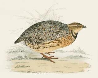 Codorniz