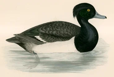 Pato Moñudo