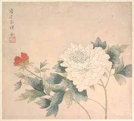 Estudio floral
