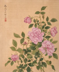 Rosa del Álbum de flores (tinta y color sobre seda)