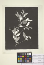 Huckleberry (tinta sobre papel)