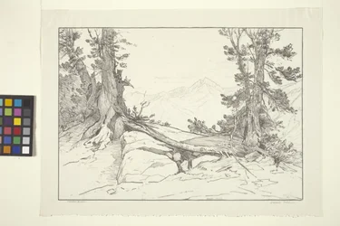 Sierra Pines (tinta sobre papel)