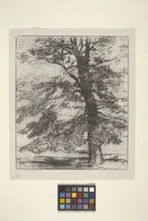 Sugar Maple (tinta sobre papel)