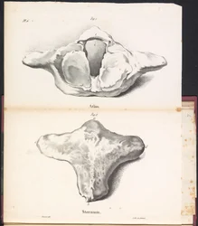 Atlas y esternón de la ballena, 1827 Atlas / Sternum (título sobre el objeto)