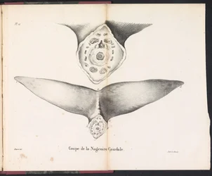 Sección de la aleta caudal de la ballena, 1827 Coupe de la Nageoire Caudale (título sobre objeto)