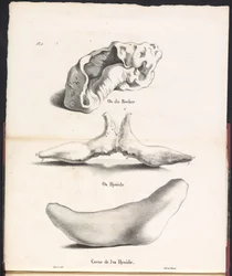 Tres partes del hueso hioides de la ballena, 1827 Os du Rocher / Os Hyoid / Corne de l