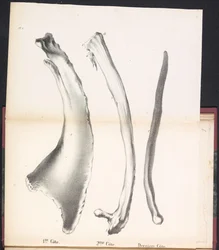 Tres costillas de ballena, 1827 1st Côte / 2me Côte / Derniere Côte (título sobre objeto)