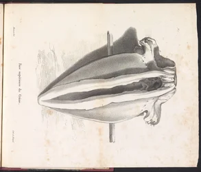 Cráneo de ballena, 1827 Face supérieure du Crâne (título sobre objeto)
