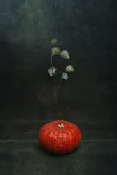 Eucalipto calabaza melancólico