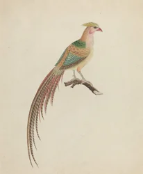 Faisán dorado (Chrysolophus pictus)