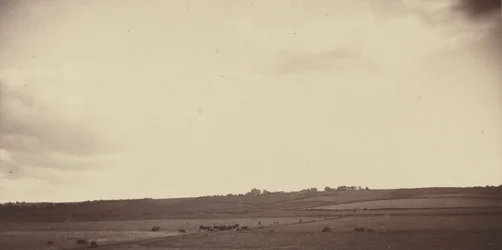 Vista de campos con vacas, años 1850-1860 (foto)