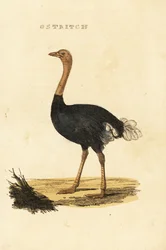 Avestruz común, Struthio camelus