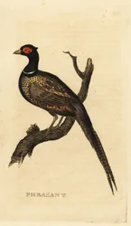 Faisán común, Phasianus colchicus