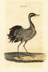 Cráneo de damisela, Grus virgo
