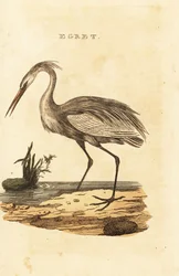 Garceta común, Ardea alba